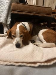 Found/Stray Unknown Dog last seen On Stephanie way in the north branch neighborhood off 413 past the gardenville in, Plumstead Township, PA 18947