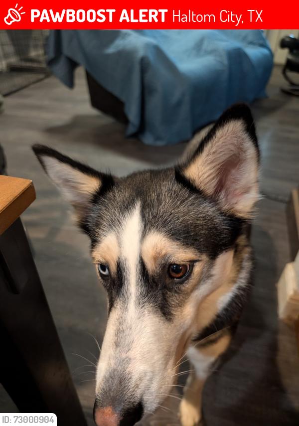 Lost Female Dog last seen Haltom city, Fort Worth, beach st, Haltom City, TX 76117