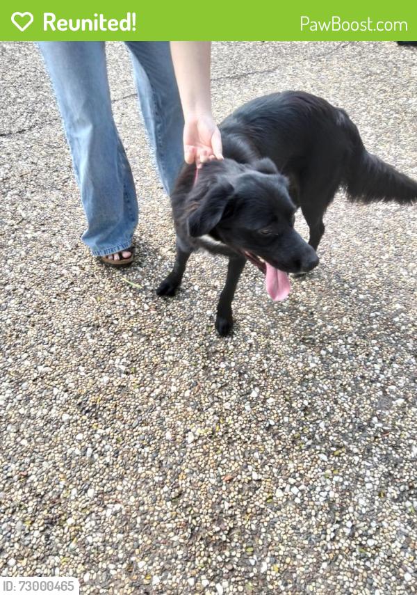 Reunited Female Dog last seen Musgrave Rd and Troughton Rd, Robertson, QLD 