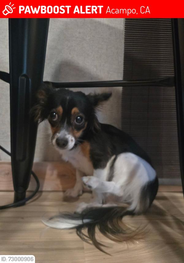 Lost Female Dog last seen Lower Sacramento , Acampo, CA 95220