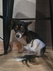 Lost Female Dog last seen Lower Sacramento , Acampo, CA 95220