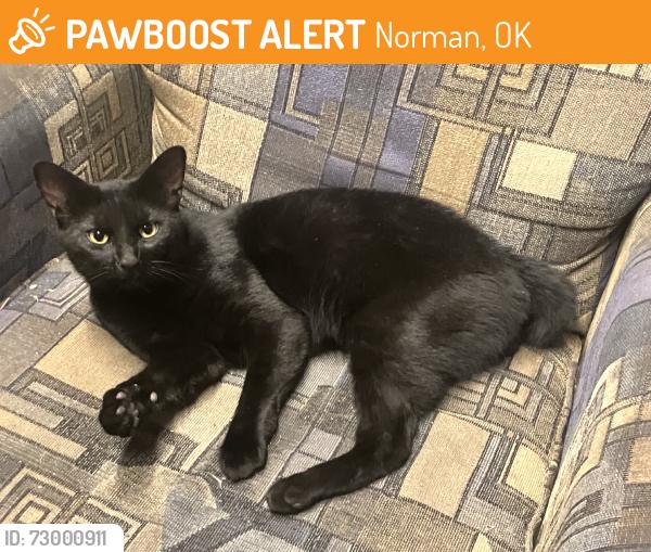 Found/Stray Male Cat last seen Neighborhood across the Sooner Bowling Center, Norman, OK 73069