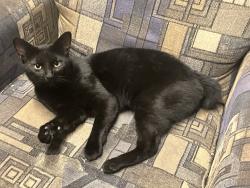 Found/Stray Male Cat last seen Neighborhood across the Sooner Bowling Center, Norman, OK 73069