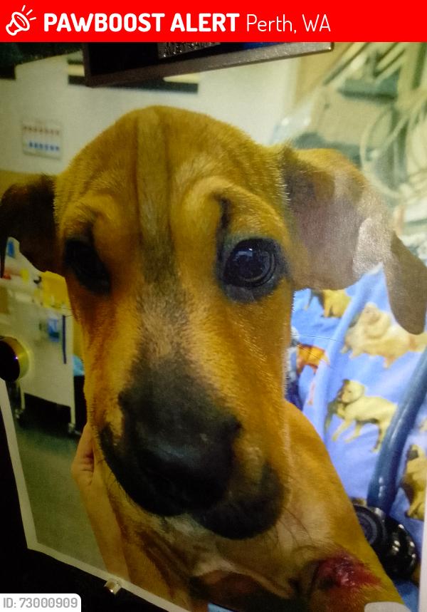 Lost Male Dog last seen Rspca, Perth, WA 