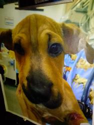 Lost Male Dog last seen Rspca, Perth, WA 
