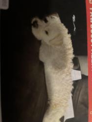 Lost Female Dog last seen Dillon ave and webster, North Las Vegas, NV 89030