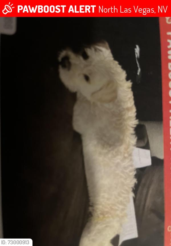 Lost Female Dog last seen Dillon ave and webster, North Las Vegas, NV 89030