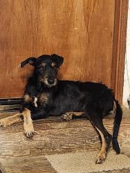 Lost Male Dog last seen Hwy 250, Waimea, HI 96743