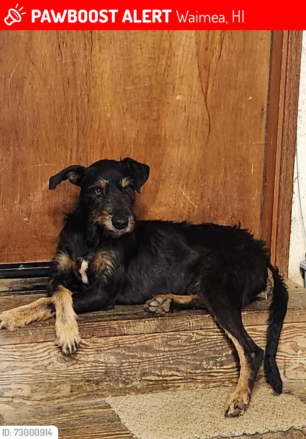 Lost Male Dog last seen Hwy 250, Waimea, HI 96743