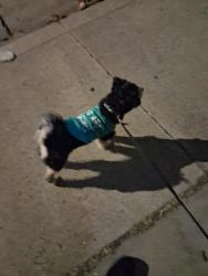 Reunited Unknown Dog last seen Near W 109th St, Inglewood, CA 90303, USA, Inglewood, CA 90303