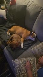 Reunited Female Dog last seen California , Omaha, NE 68131