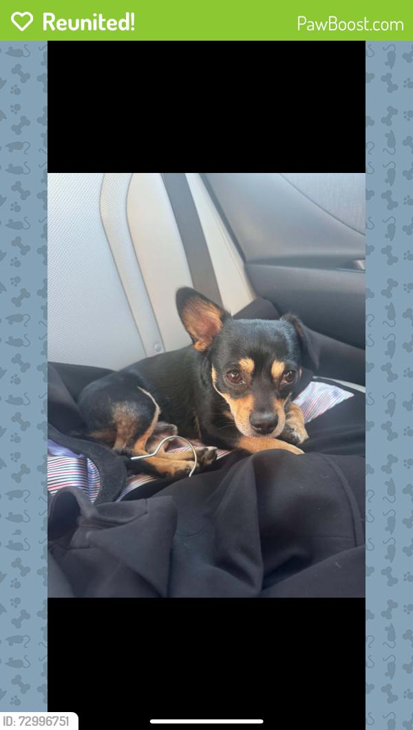 Reunited Male Dog last seen Lincoln and Romona , Valle Vista, CA 92544