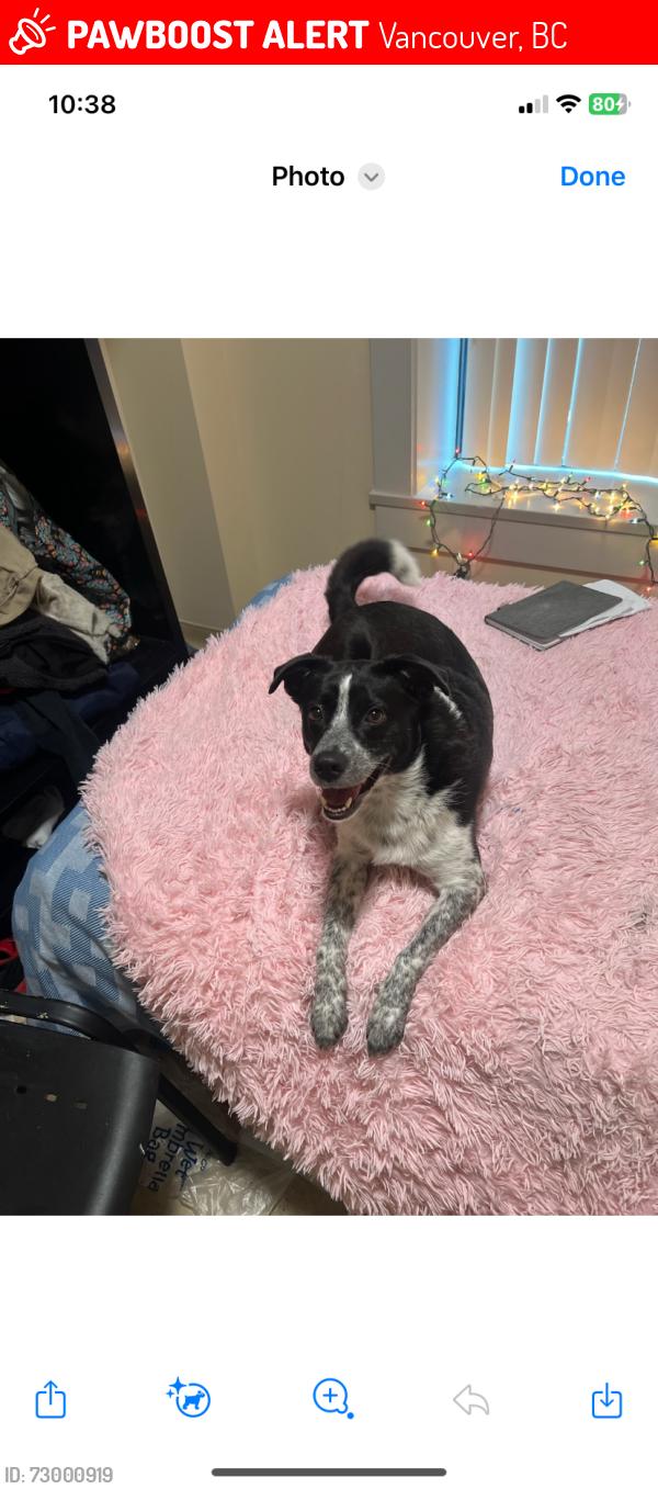 Lost Female Dog last seen Cambie and Hastings, Vancouver, BC 