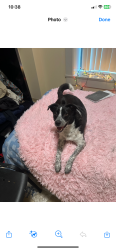 Lost Female Dog last seen Cambie and Hastings, Vancouver, BC 