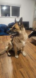 Reunited Female Dog last seen Pitikin S Aurora colorado , Aurora, CO 80013