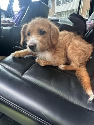 Found/Stray Male Dog last seen Forest park golf course, Baltimore, MD 21207
