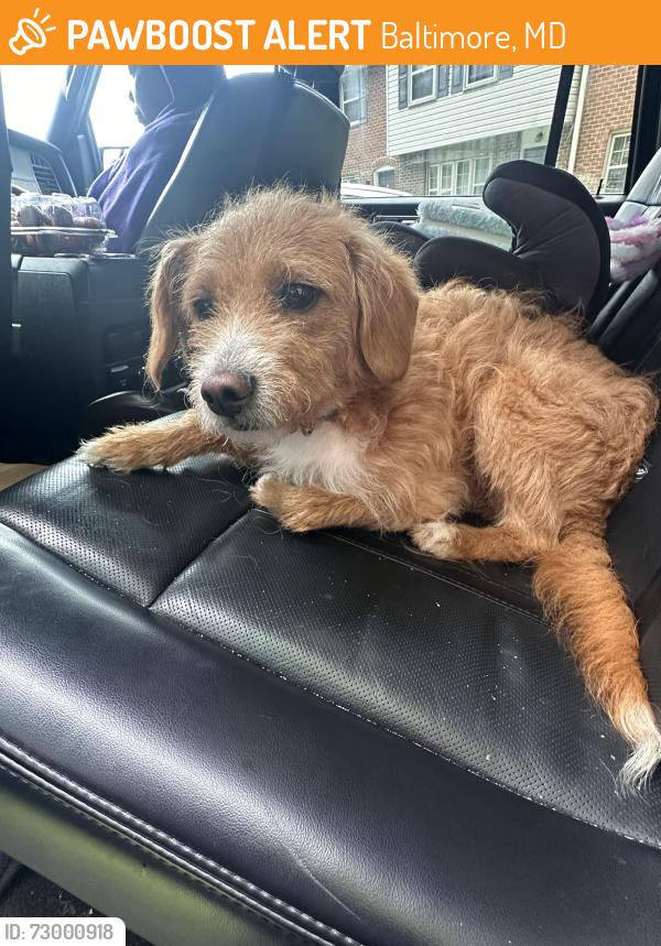 Found/Stray Male Dog last seen Forest park golf course, Baltimore, MD 21207