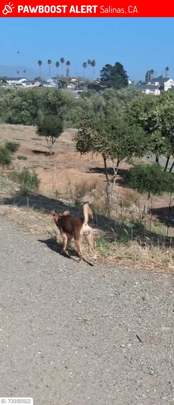 Lost Female Dog last seen garner and first, Salinas, CA 93905