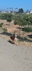 Lost Female Dog last seen garner and first, Salinas, CA 93905
