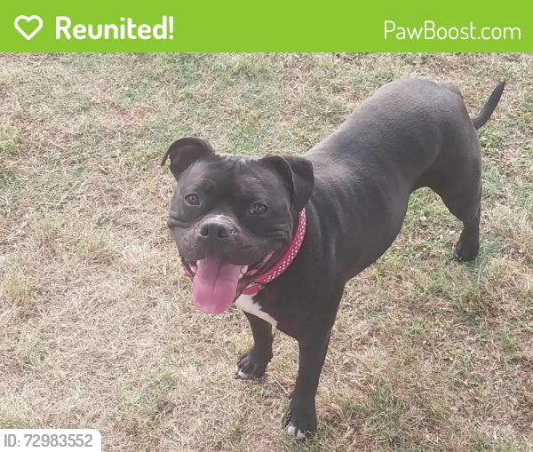 Reunited Female Dog last seen Near Lexington Wildlife Management area, Cleveland County, OK 73051
