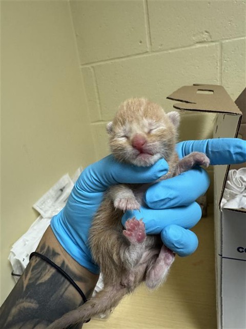 Shelter Stray Male Cat last seen ODONNELL AVE & DRY CREEK RD, 2127 Front St, Sacramento, CA 95818, USA
