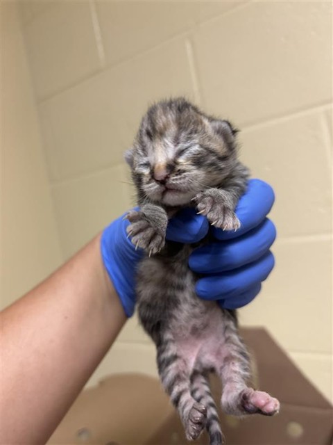 Shelter Stray Female Cat last seen BLUEBROOK WAY & CLEARDALE WAY, 2127 Front St, Sacramento, CA 95818, USA