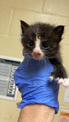 Shelter Stray Male Cat last seen Near EL CAMINO AVE, 2127 Front St, Sacramento, CA 95818, USA