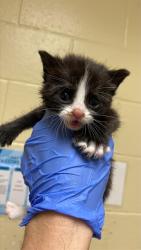 Shelter Stray Female Cat last seen Near EL CAMINO AVE, 2127 Front St, Sacramento, CA 95818, USA