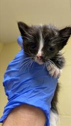 Shelter Stray Female Cat last seen Near EL CAMINO AVE, 2127 Front St, Sacramento, CA 95818, USA