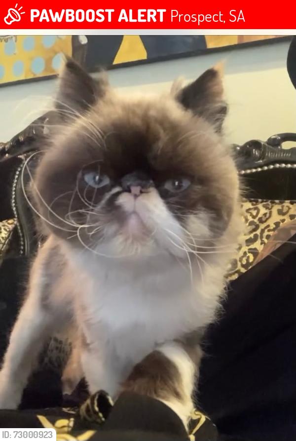Lost Female Cat last seen Edgeworth, Prospect, SA 5082