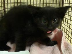Shelter Stray Female Cat last seen GOSS CT & DOOLITTLE ST, 2127 Front St, Sacramento, CA 95818, USA