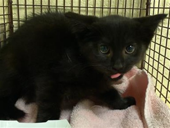 Shelter Stray Female Cat last seen GOSS CT & DOOLITTLE ST, 2127 Front St, Sacramento, CA 95818, USA