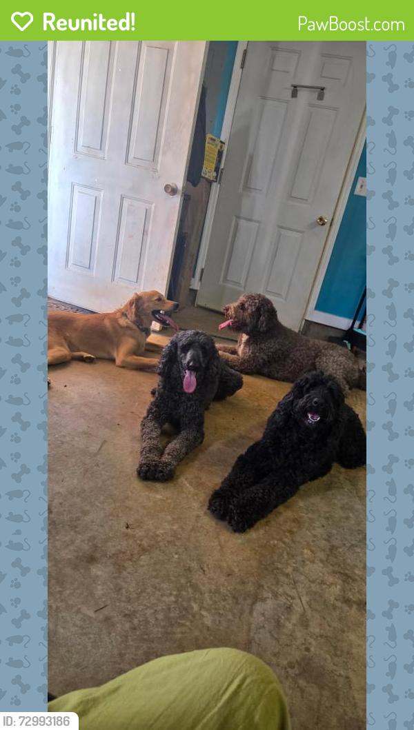 Reunited Female Dog last seen ens Lane and Copperfield, Madison, AL 35756