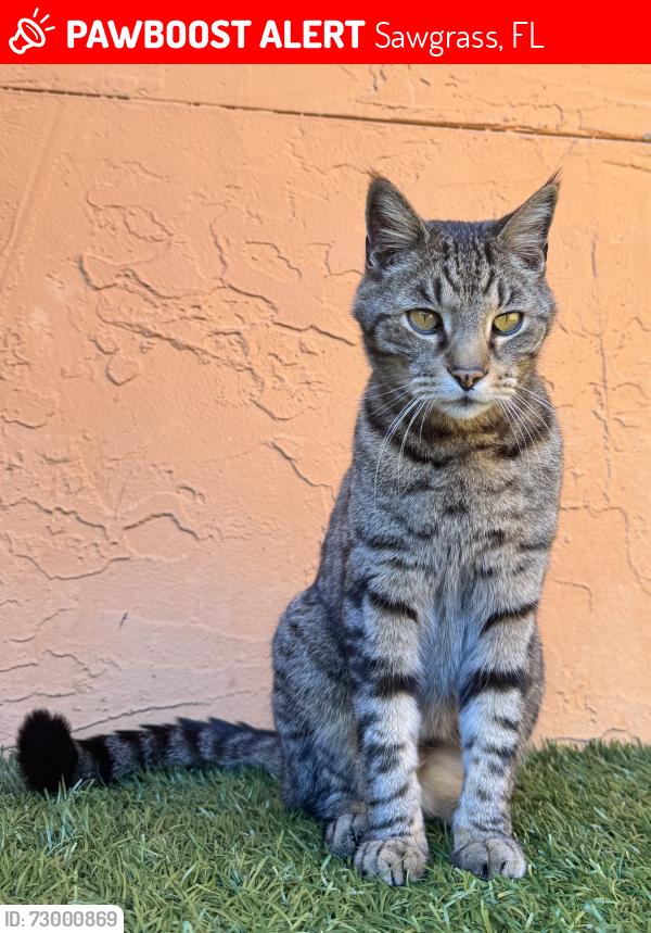 Lost Male Cat last seen Sawgrass, FL, Sawgrass, FL 32082