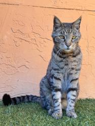 Lost Male Cat last seen Sawgrass, FL, Sawgrass, FL 32082