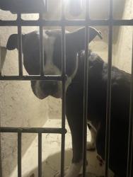 Shelter Stray Male Dog last seen Near , 2600 S Harding St, Indianapolis, IN 46221, USA