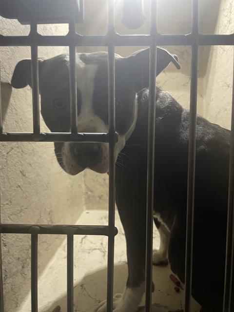 Shelter Stray Male Dog last seen Near , 2600 S Harding St, Indianapolis, IN 46221, USA