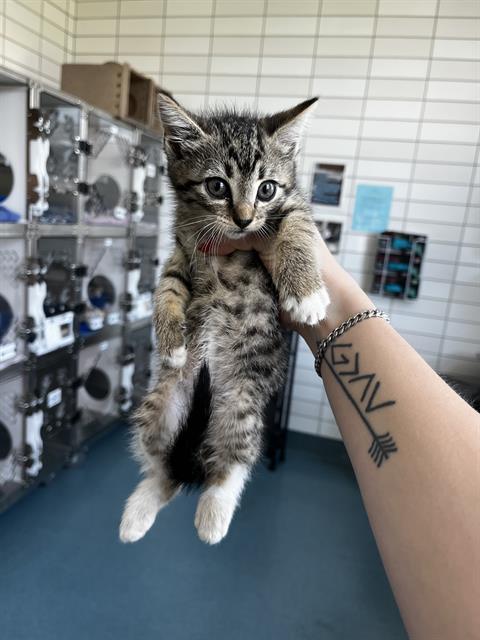 Shelter Stray Female Cat last seen AUBRELL RD, 8311 Freedom Dr, Pearland, TX 77581, USA