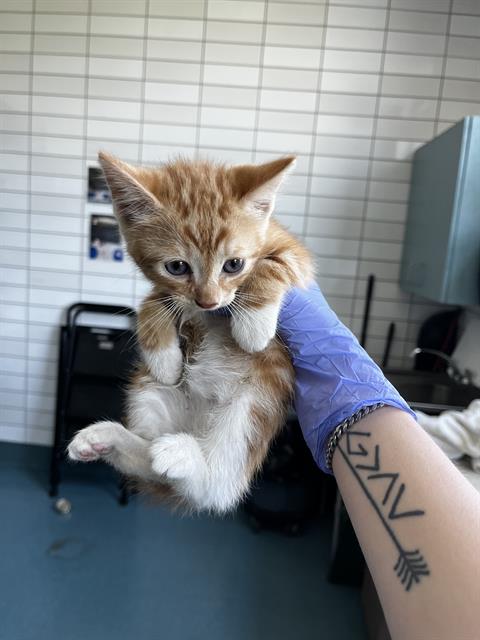 Shelter Stray Male Cat last seen AUBRELL RD, 8311 Freedom Dr, Pearland, TX 77581, USA