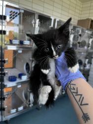 Shelter Stray Male Cat last seen AUBRELL RD, 8311 Freedom Dr, Pearland, TX 77581, USA