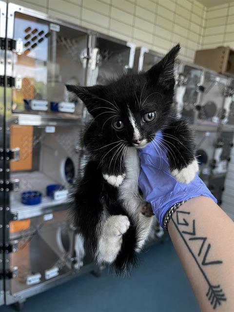 Shelter Stray Male Cat last seen AUBRELL RD, 8311 Freedom Dr, Pearland, TX 77581, USA