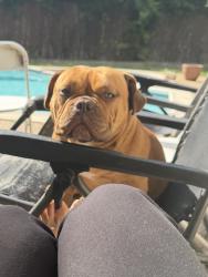 Lost Female Dog last seen Valley view ln & belfield , Farmers Branch, TX 75234