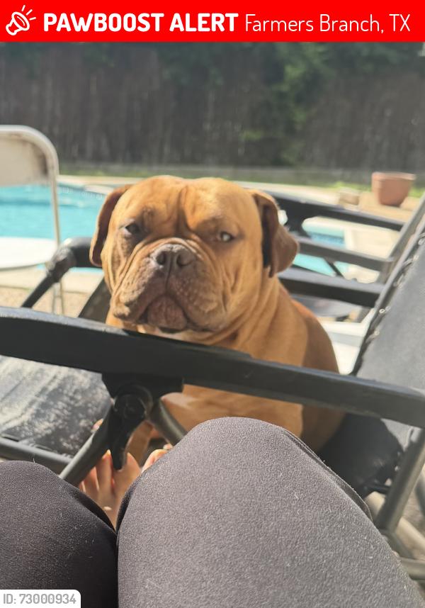 Lost Female Dog last seen Valley view ln & belfield , Farmers Branch, TX 75234