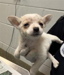 Shelter Stray Female Dog last seen Near BLOCK OGLESBY AVE, 2020 Forest St, Jacksonville, FL 32204, USA