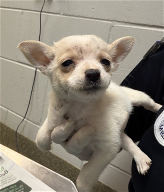Shelter Stray Female Dog last seen Near BLOCK OGLESBY AVE, 2020 Forest St, Jacksonville, FL 32204, USA