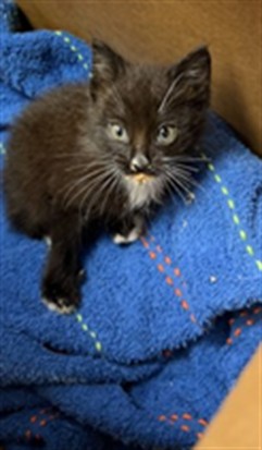 Shelter Stray Female Cat last seen SPENCER ST, 2020 Forest St, Jacksonville, FL 32204, USA