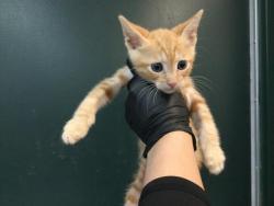 Shelter Stray Male Cat last seen Near BLOCK MADISON ST, INDIO CA 92201, Thousand Palms, CA, USA