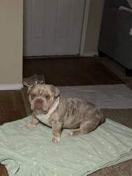 Lost Male Dog last seen Valley view ln & belfield , Farmers Branch, TX 75234