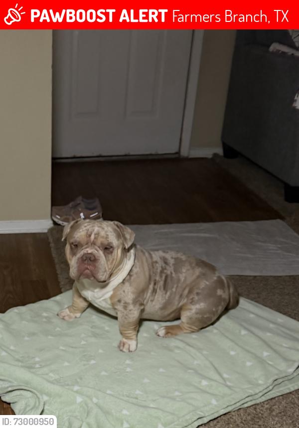 Lost Male Dog last seen Valley view ln & belfield , Farmers Branch, TX 75234
