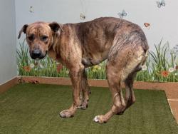 Shelter Stray Male Dog last seen , 38550 Sierra Hwy, Palmdale, CA 93550, USA
